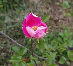 fiore che sboccia come il cuore che nella consulenza si apre all'ascolto