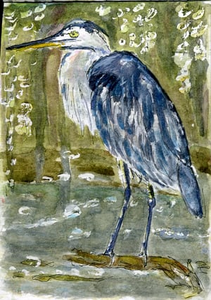 Great Blue Heron
