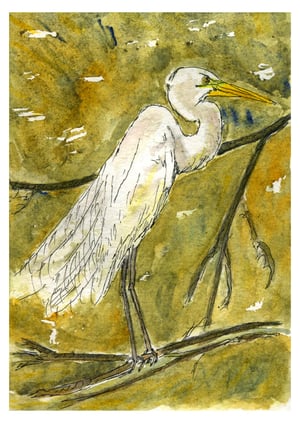 Great Egret