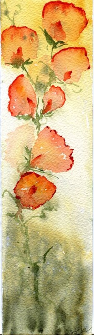 Poppies