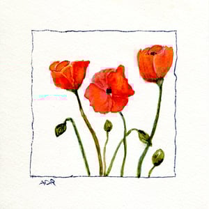 Poppies