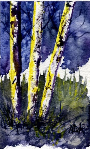 Birch Trees