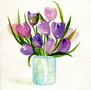 Tulipa