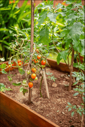 Harvesting fresh produce at Casa Candali farmstay