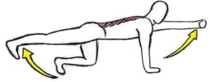 McGill Bird Dog Exercise