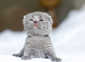 Blue British Shorthair