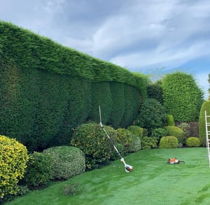 Precision cut high hedge 