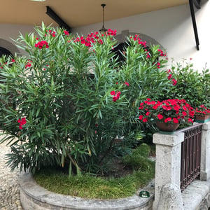 spot of a tree with flower at the entrance of villa ombrosa