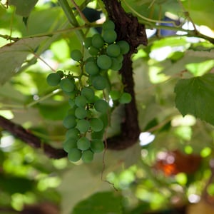 view of grapes in villa ombrosa