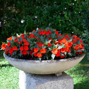 view of flower in stone pot