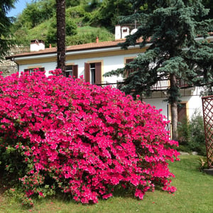 details of the azalea with flowers with the villa ombrosa in the background