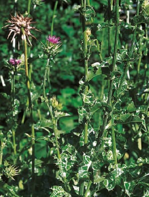 Silybum marianum - Chardon-Marie