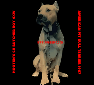 PIT BULL DOG HOOTEN'S CH "BUTCHER BOY" (4XW) GAMEDOG