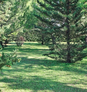 Parc arboré sur lequel est installée la roulotte