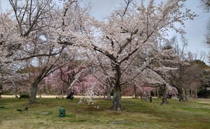 Sakura
