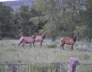 Elk taking a look at us as we passed them.