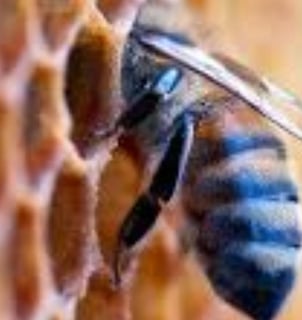 Bee Stings Benefits