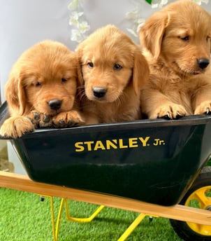 CACHORROS GOLDEN RETRIEVER