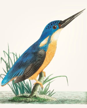 oiseau coloré avec un long bec pour le contact