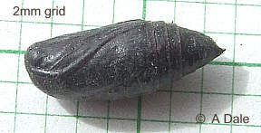 Flame Shoulder pupa