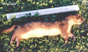 Stoat