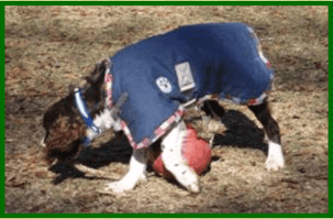 dog blanket