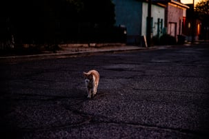 cat walking on dim street in Tucson Arizona