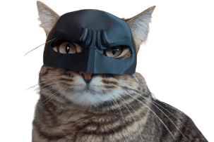 a cat in a batman mask mask