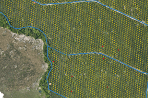 palms inside the cultivation with nomenclature