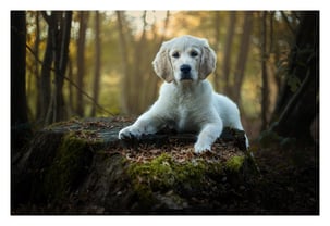 Les photos de votre chien dans l'Oise