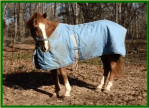 horse blanket