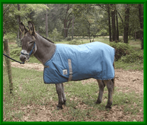 donkey blanket