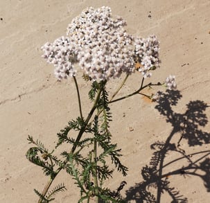 Yarrow flowers and leaf on a beige background