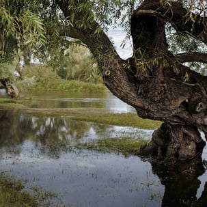 Picture of a willow tree in a river. Creator: Slawek Dejneka