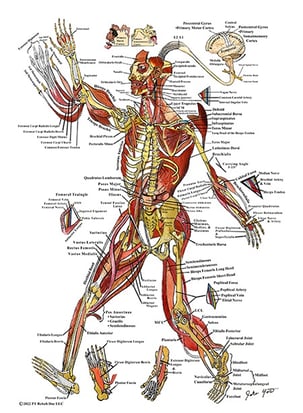 Muscle Human Anatomy Illustration