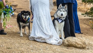 a bride and grooms dogs are standing on the side of a mountain in Banff