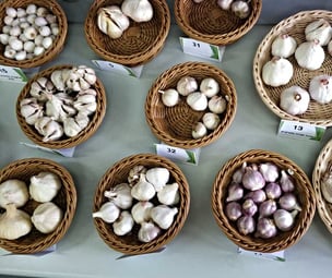 New garlic varieties from real garlic seeds