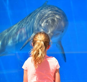 a girl in a pink shirt is looking at a dolphin in oceanographic, Valencia
