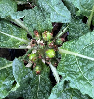 Fleurs mandragores officinales