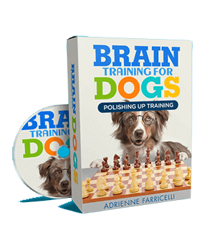 a dog sitting on a chess board with a dvd