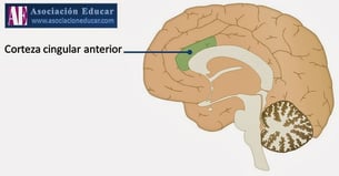 a diagram of the brain of a human brain