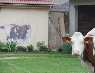 Une vache regarde une autre vache en peinture sur une façade