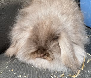 teddy-lop-1