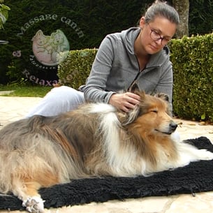 Massage canin