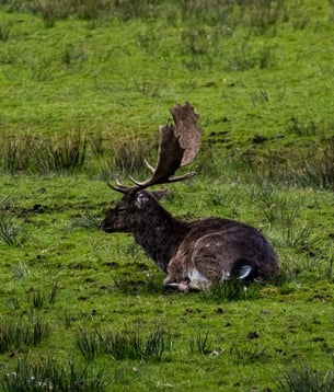 CA Coast - An elk in the viewing area at Redwood National Park