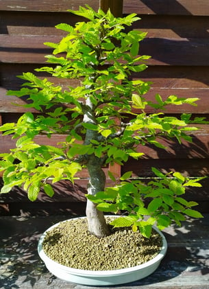 Bonsai charme