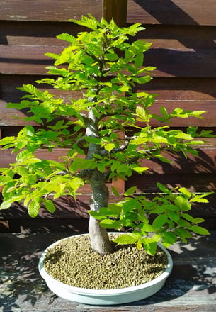 Bonsai charme carpinus betulus