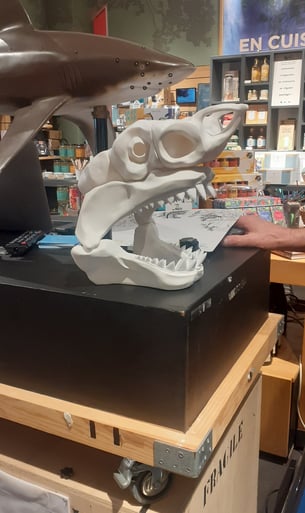 le crane d'un requin