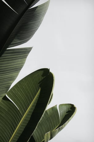 Plant leaves in white background