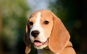 a dog is looking at the camera and smiling